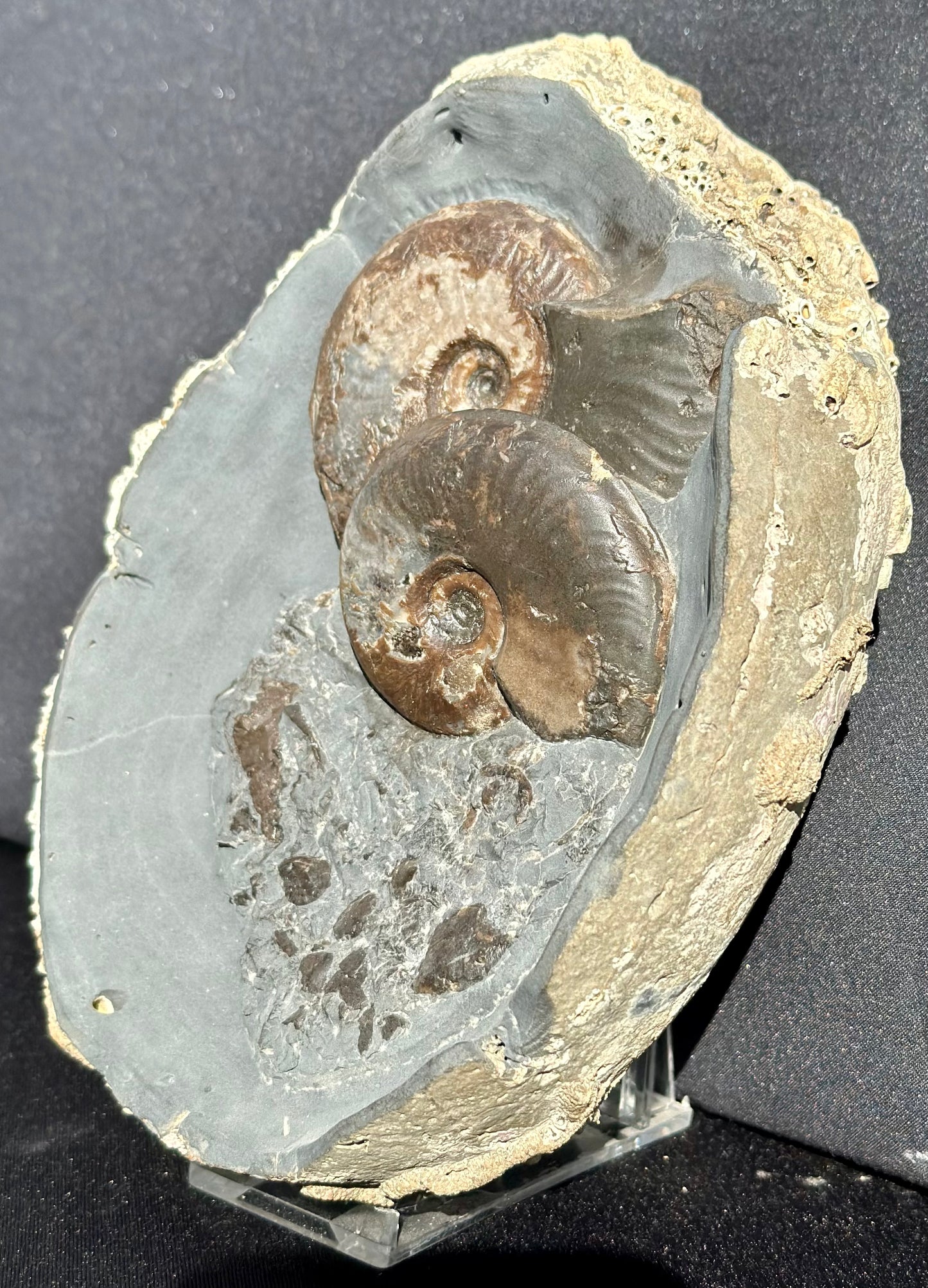 Eleganticeras ammonite and sea floor debris.