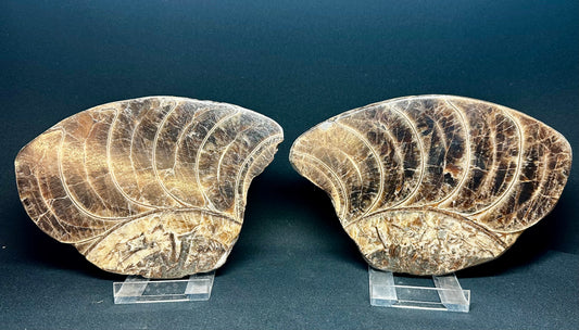 Polished Ammonite whorls