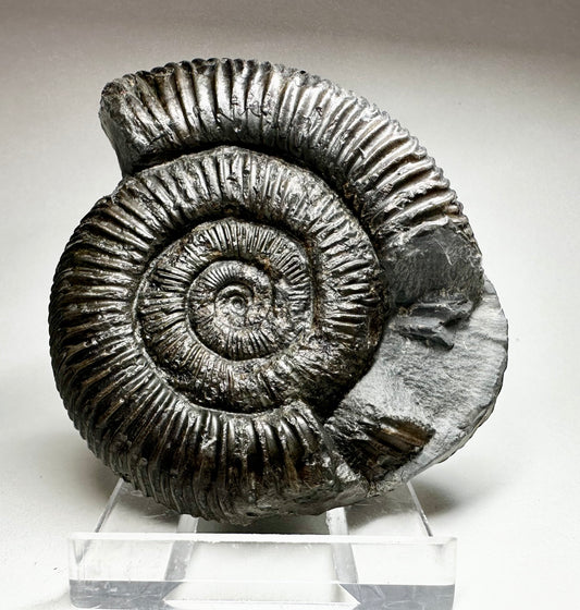 Dactylioceras Commune, Upper Lias, Lower Jurassic ammonite from North Yorkshire, Whitby.