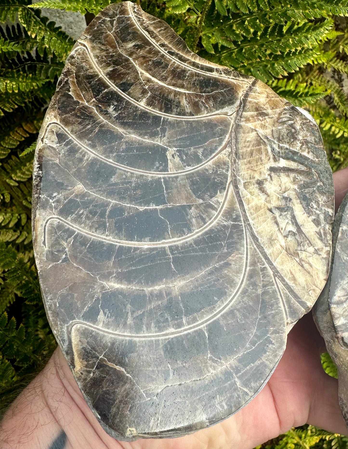 Polished Ammonite Pair, Mappleton, East Yorkshire, England