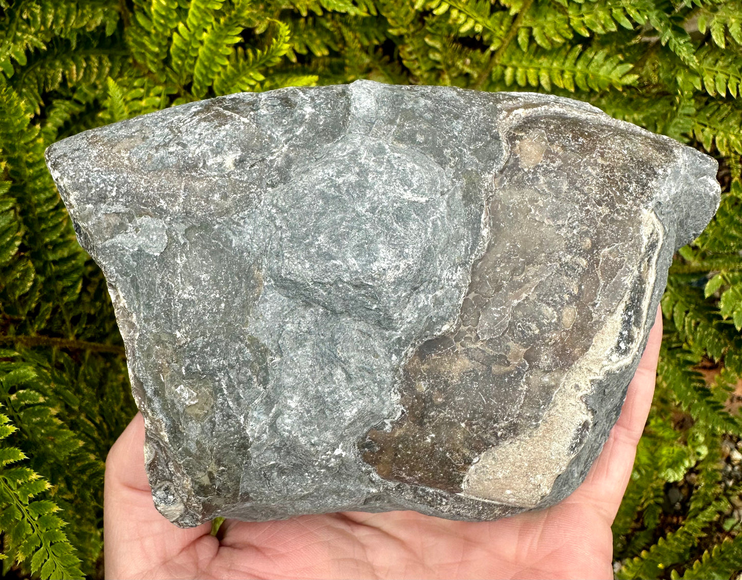 Polished Ammonite Fragment Mappleton, East Yorkshire, England