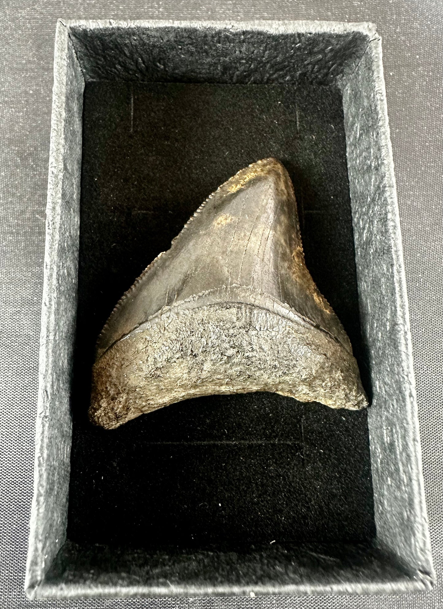 RARE PRESERVATION Megalodon Shark Tooth - Miocene - South Carolina - USA