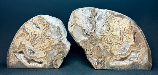 Polished Ammonite whorls.