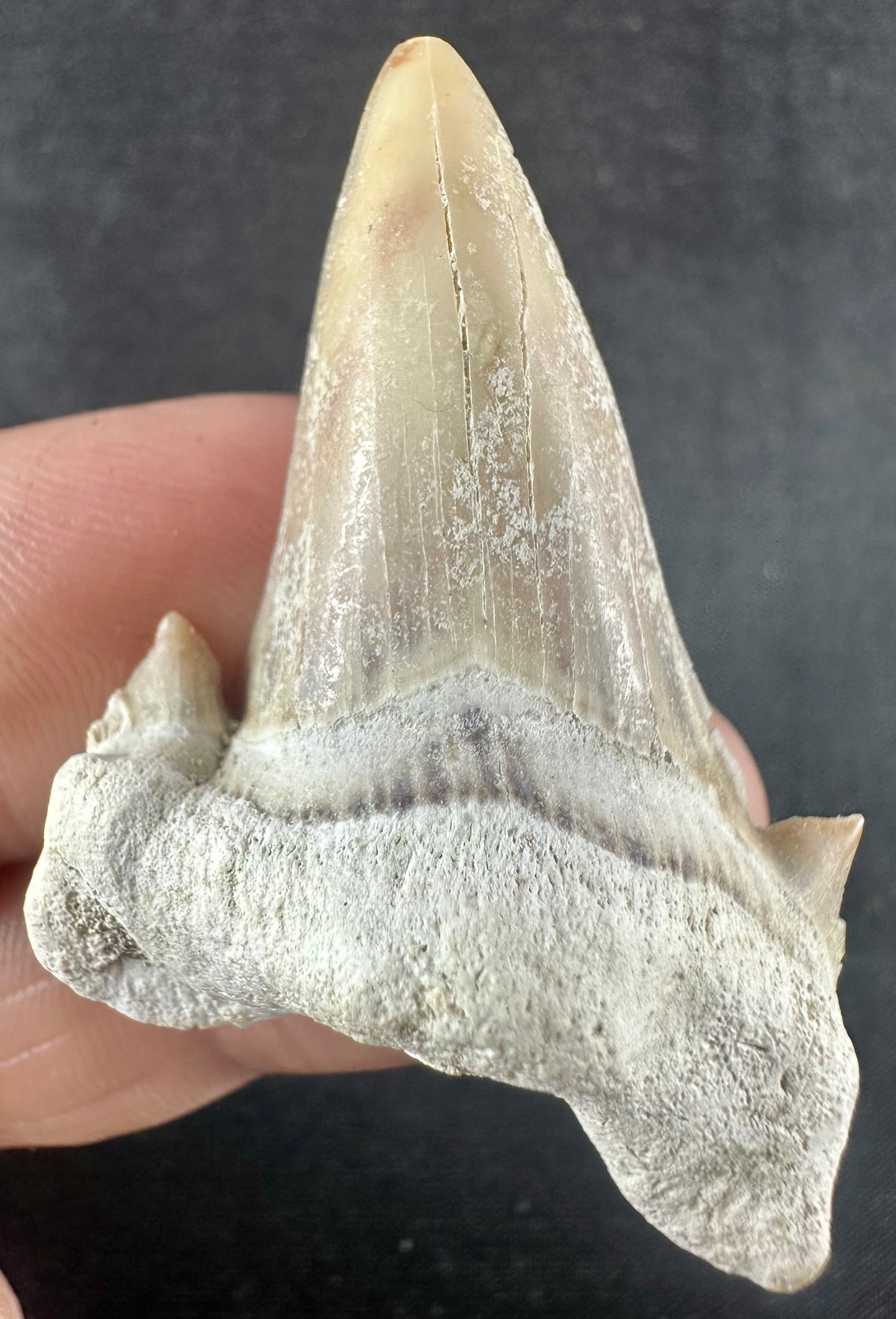 Otodus Obliquus Shark Tooth