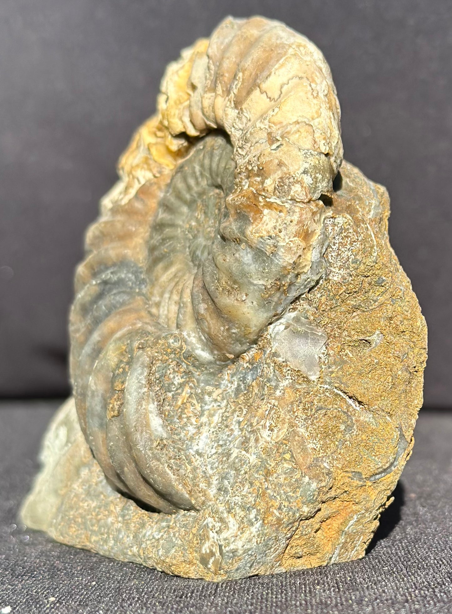 Asteroceras Ammonite Scunthorpe