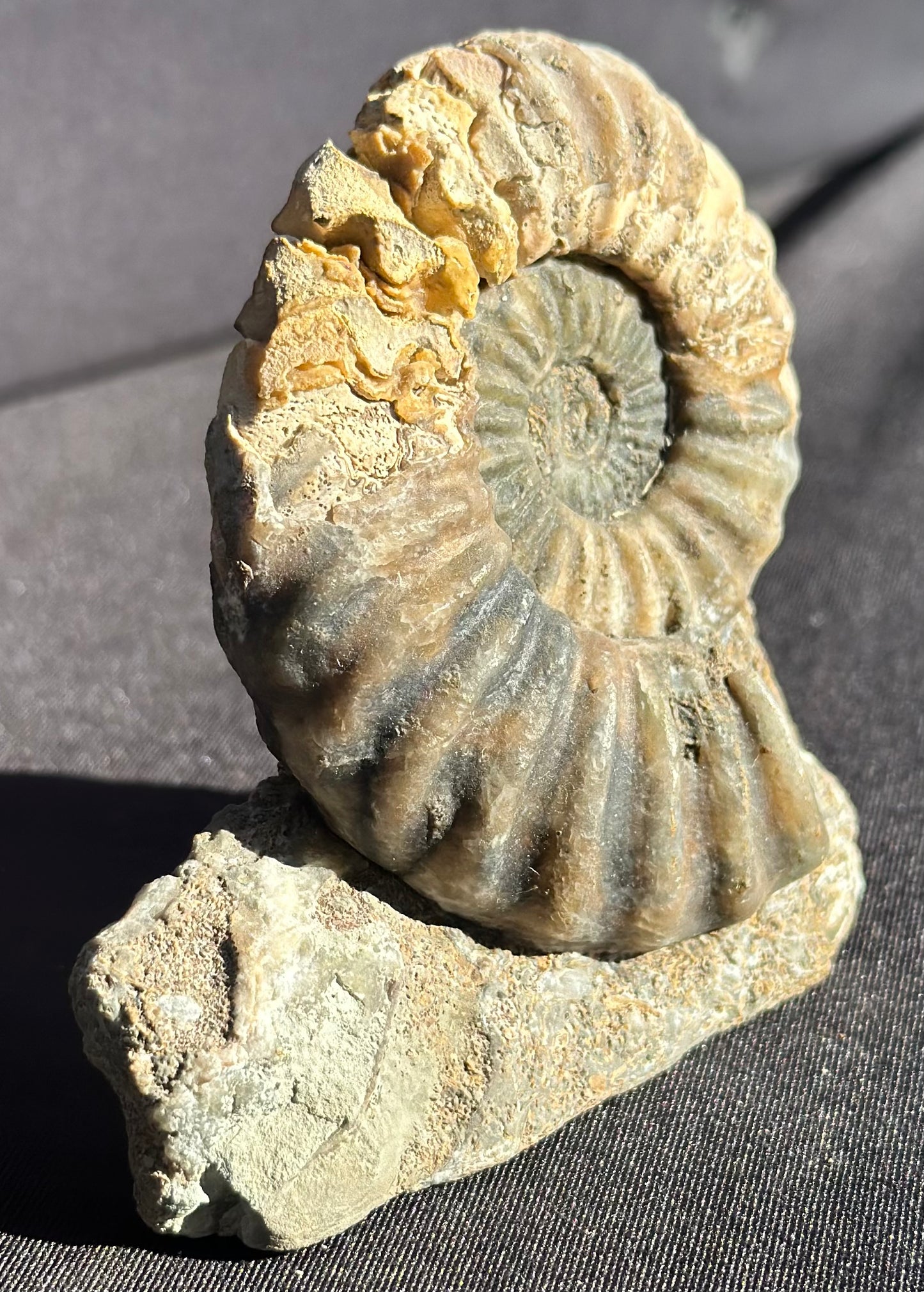 Asteroceras Ammonite Scunthorpe