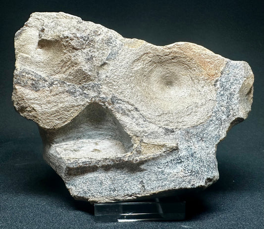 Ichthyosaur Vertebra fossil - Whitby, North Yorkshire Jurassic Coast.