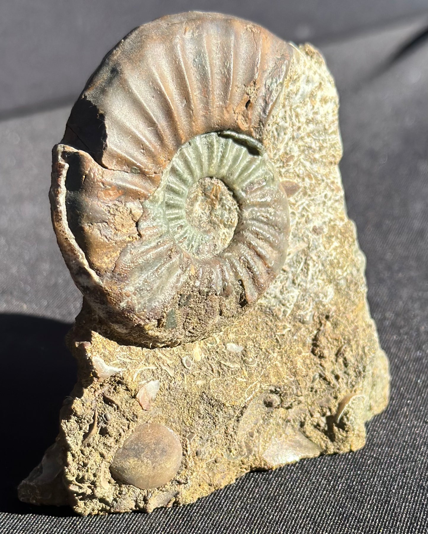Asteroceras Ammonite Scunthorpe