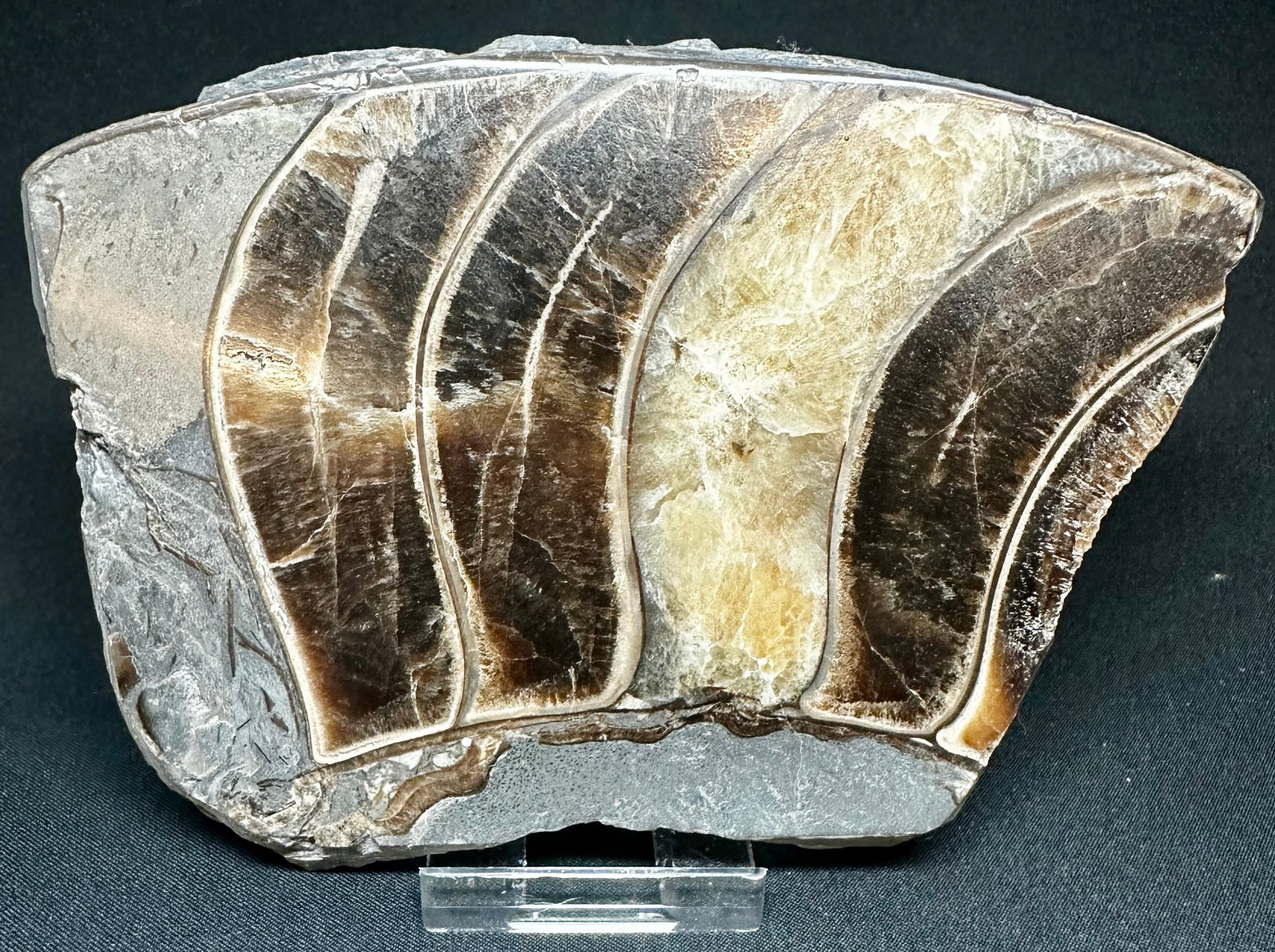 Polished Ammonite Piece