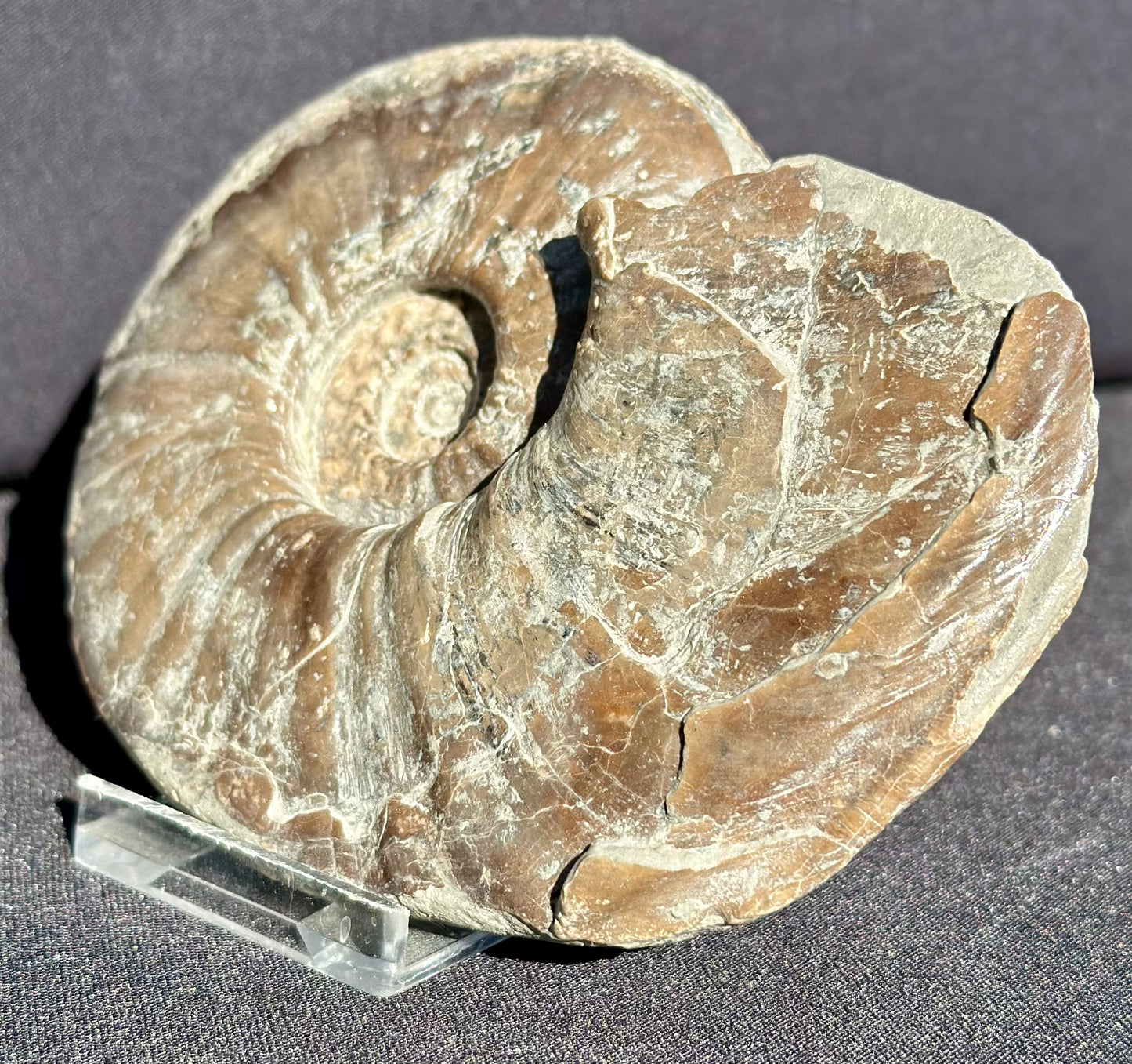Eparietites Ammonite