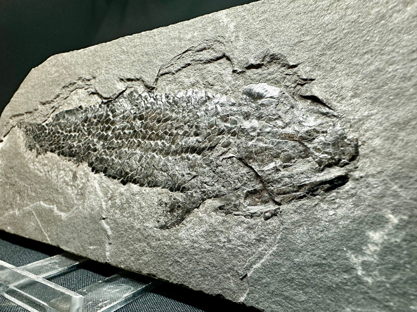 Old Red Sandstone Early Devonian “Lobed Fin” Fossil Fish from Orkney, Scotland Osteolepis macrolepidotus