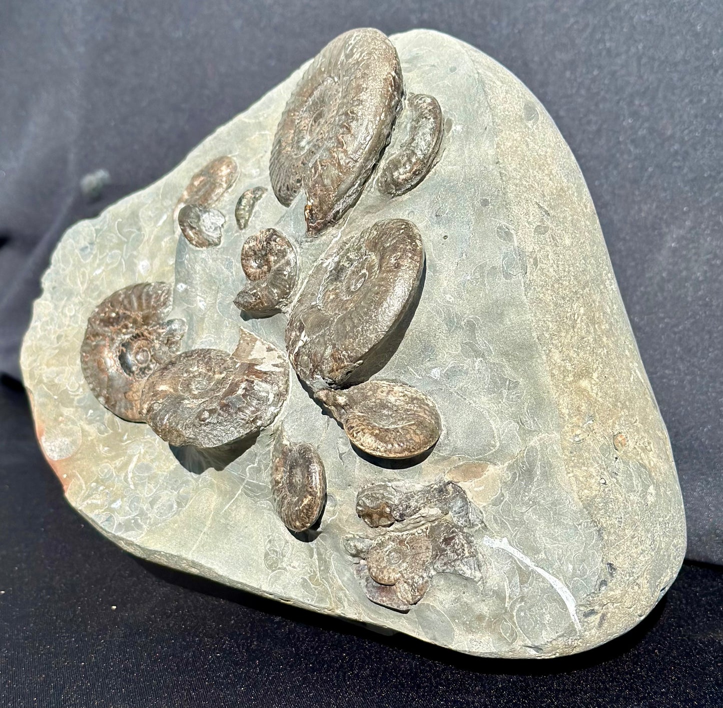 Grammoceras multi