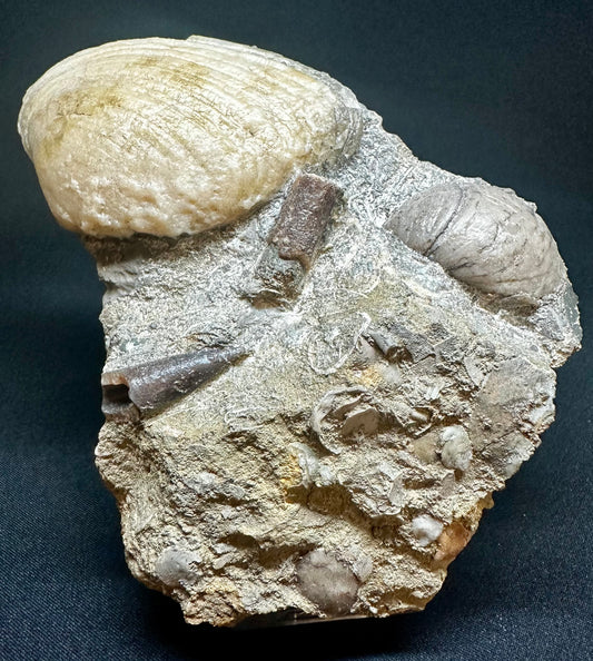 Cardinia Sp Fossil Bivalve, Scunthorpe, England. Lower Lias, Lower Jurassic, 200 Million Years Old.