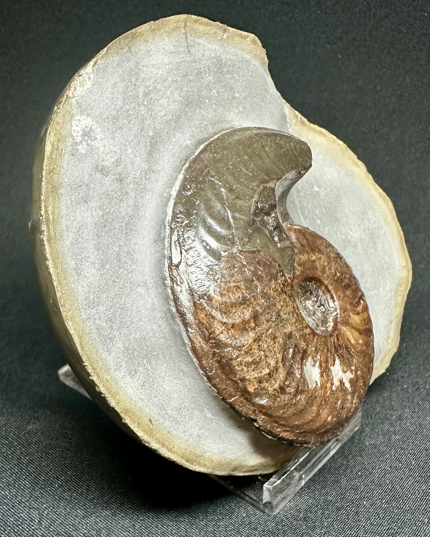 British Lower Jurassic, Upper Lias Ammonite Cluster from Sandsend, Whitby, North Yorkshire, England Eleganticeras elegantulum