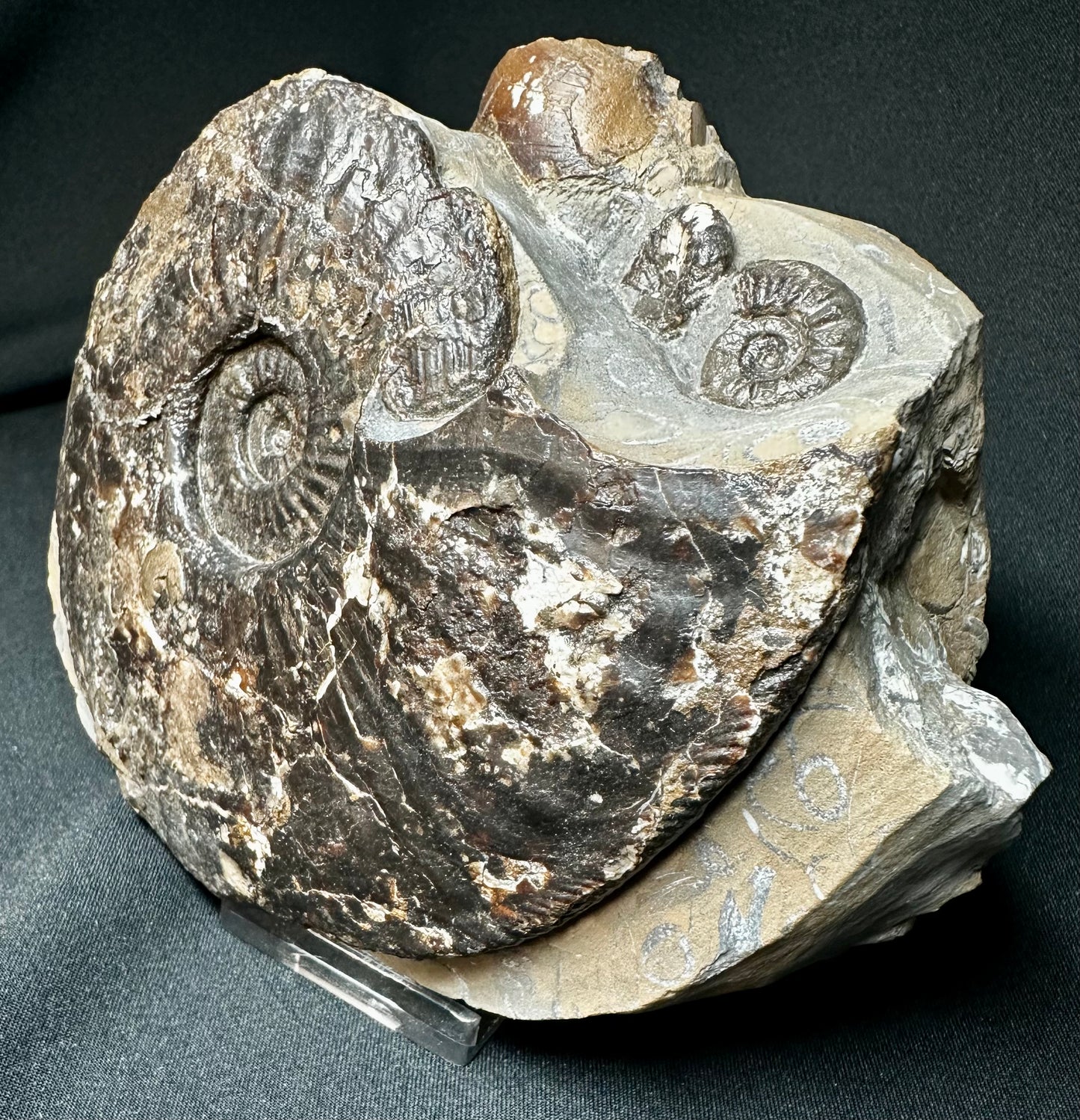 British Lower Jurassic, Middle Lias Ammonite from Skinningrove, North Yorkshire, England.                    Amaltheus stokes