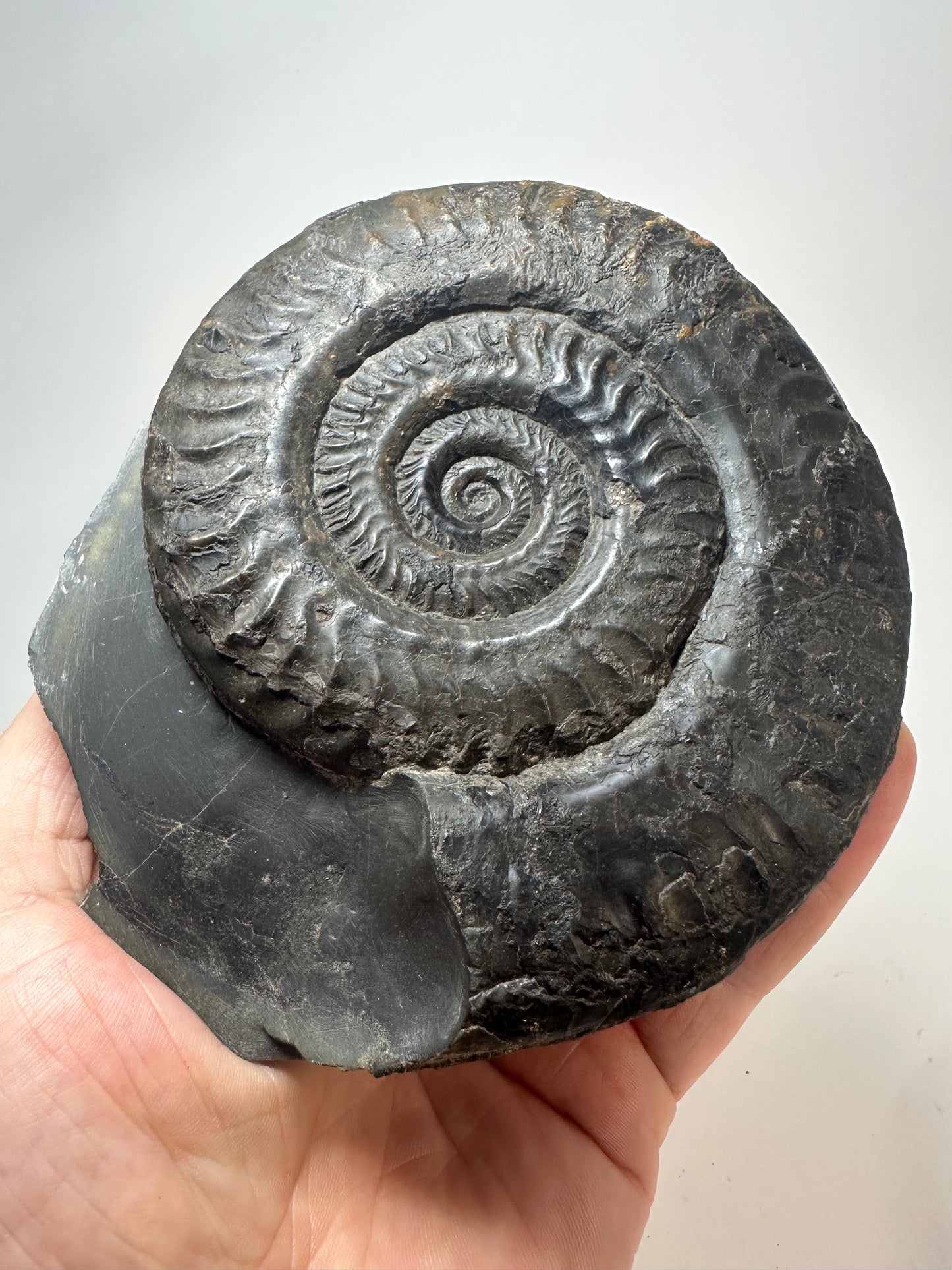 Hildoceras Lustanicum Ammonite, Jurassic coast, North Yorkshire, Whitby.