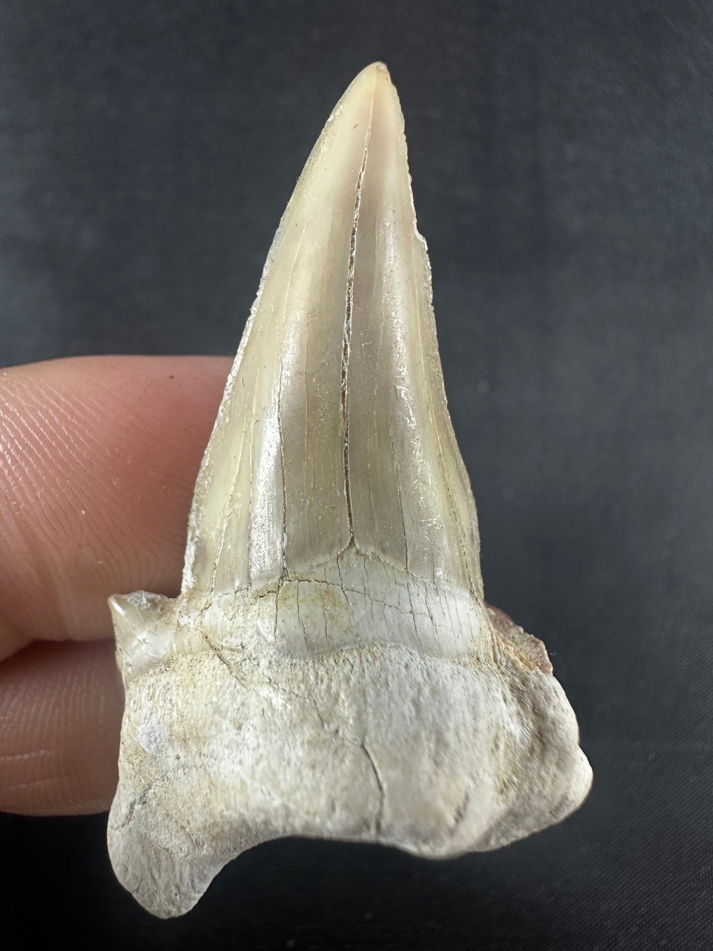 Otodus Obliquus Shark Tooth