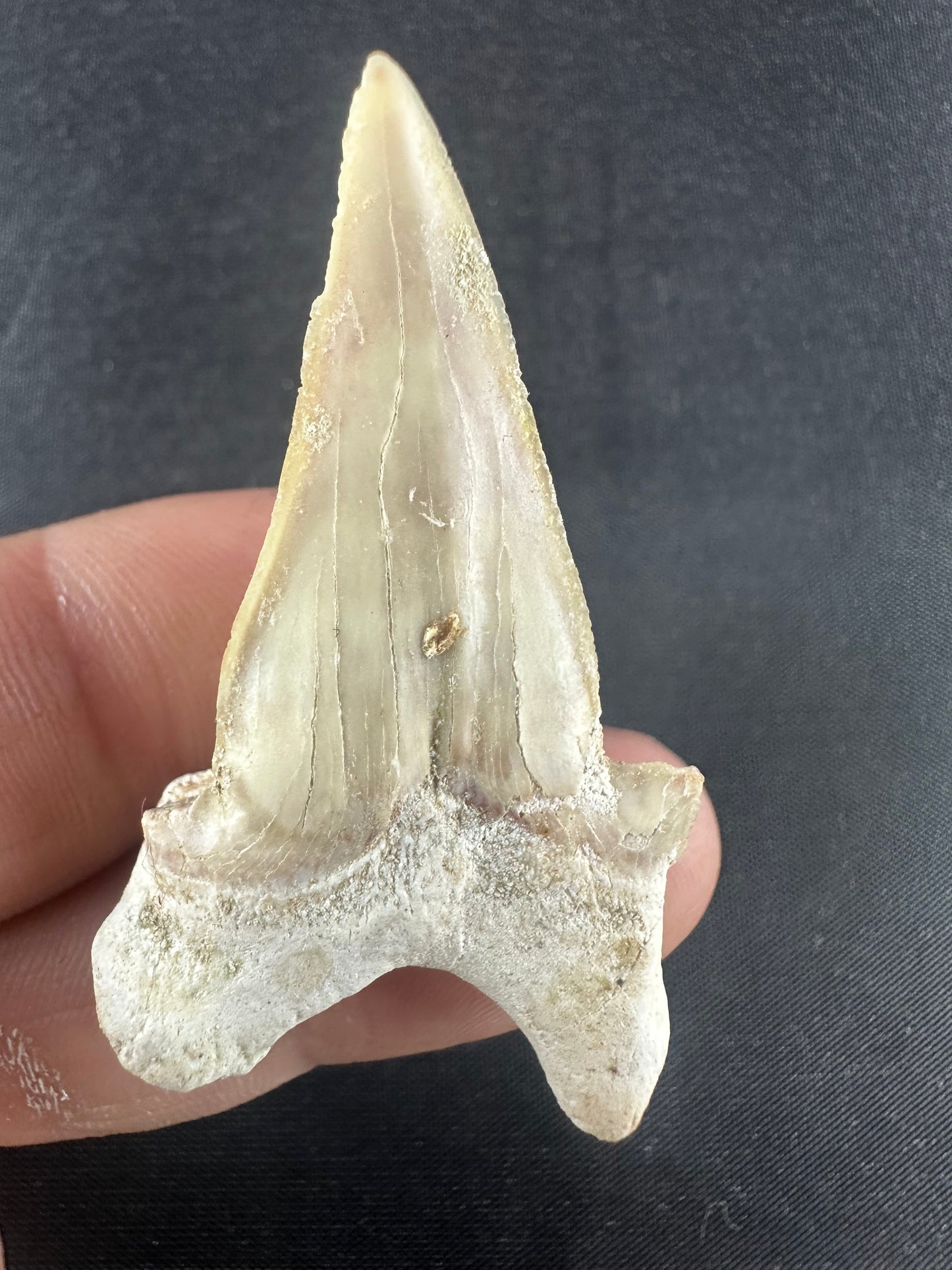 Otodus Obliquus Shark Tooth