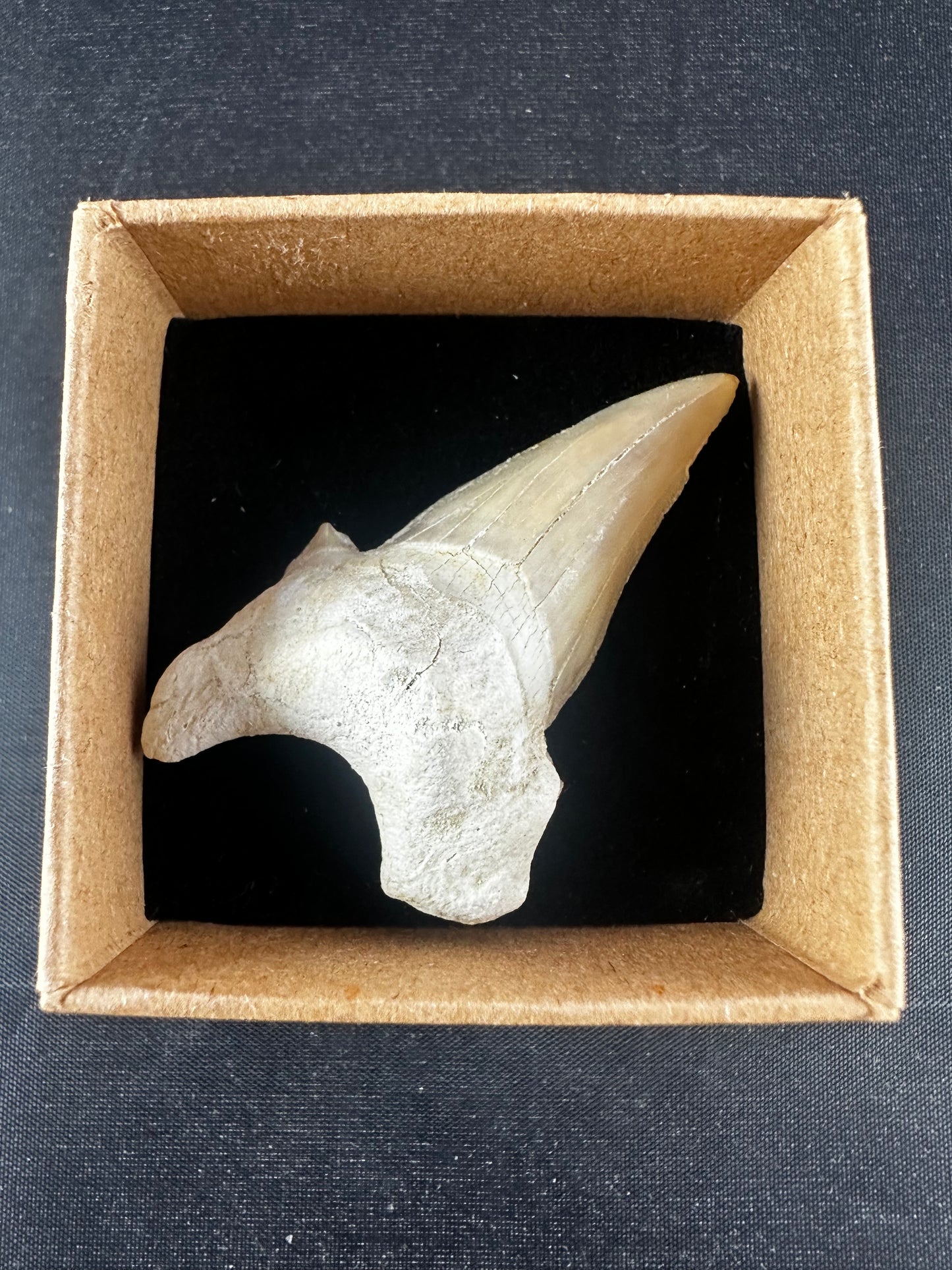 Otodus Obliquus Shark Tooth