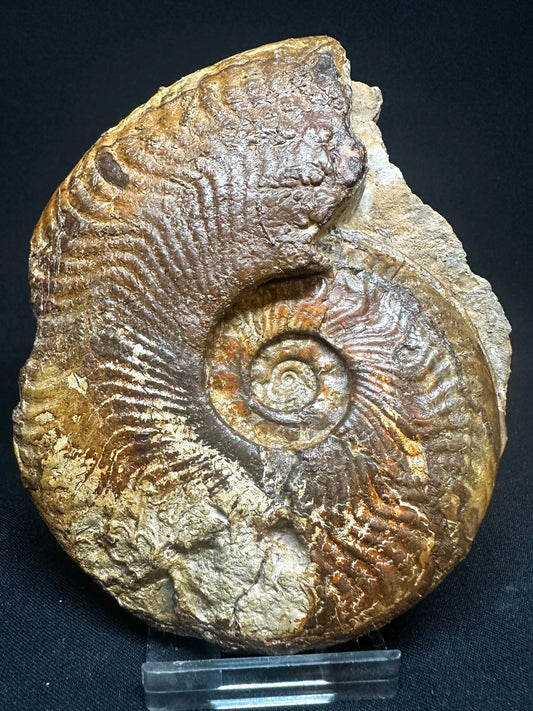 Harpoceras Ammonite so