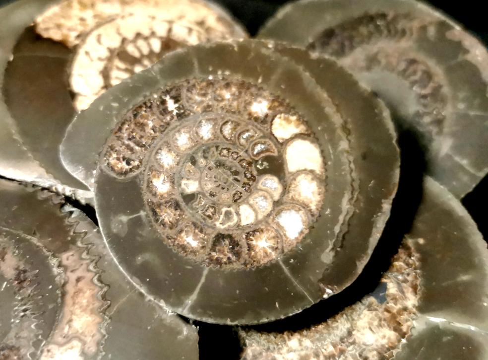 Cut and polished ammonite half
