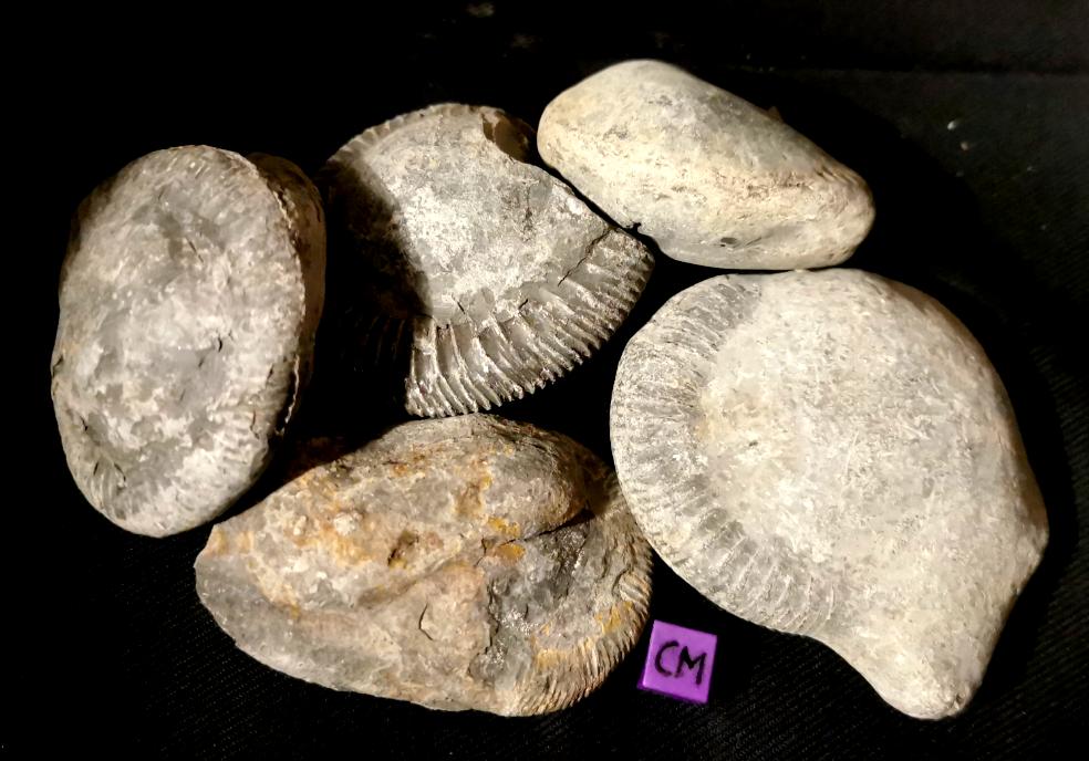 Prep your own ammonites