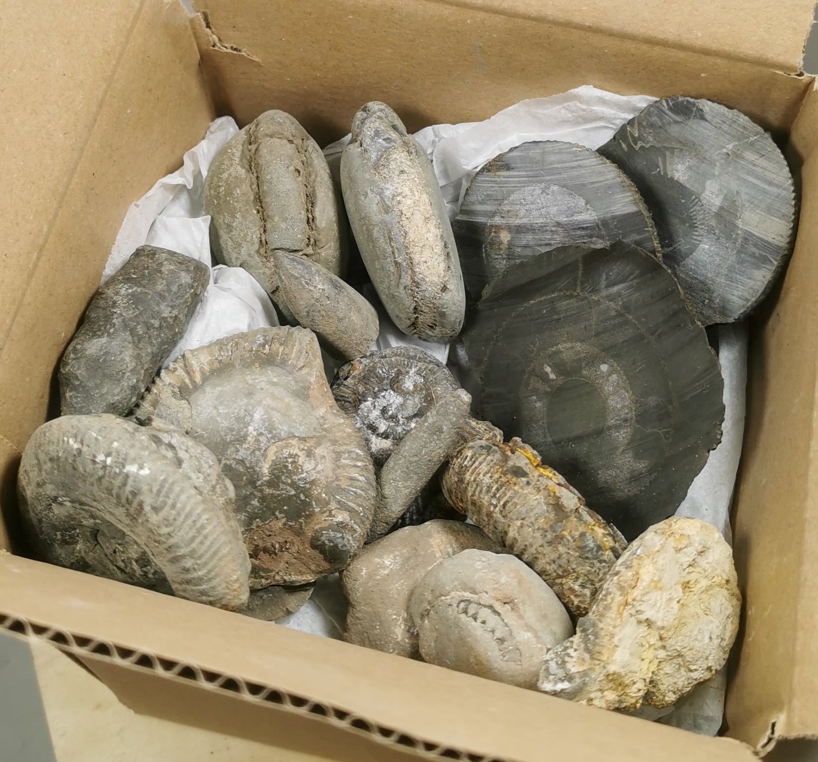 Nundle Fossil Rocks DELUXE FOSSIL BUNDLE – The Yorkshire Fossil Hunter